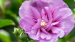 Hibiscus op stam image
