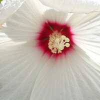 Hibiscus xxl