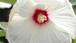 Hibiscus xxl image
