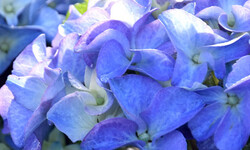 Hortensia