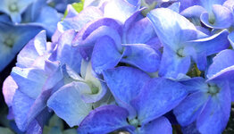 Hortensia image