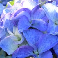 Boerenhortensia