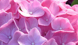 Bolhortensia image