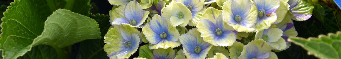 Hortensia magical