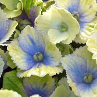 Hortensia magical