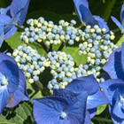 Schermhortensia