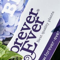 Doorbloeiende hortensia