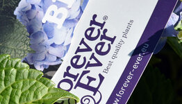 Doorbloeiende hortensia image