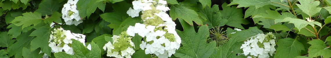 Eikenbladhortensia