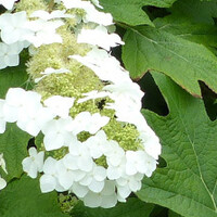 Eikenbladhortensia 