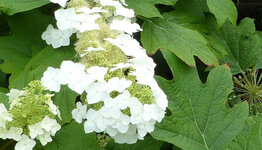 Eikenbladhortensia  image