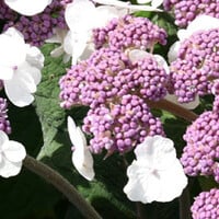Fluweelhortensia