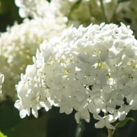 Hortensia Annabelle