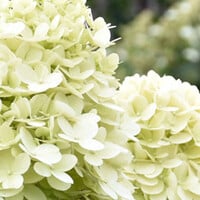 Hortensia op stam
