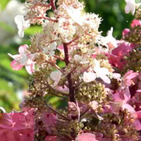 Pluimhortensia