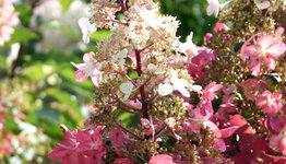 Pluimhortensia image