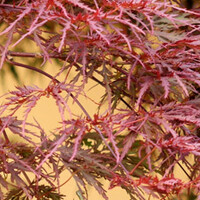 Japanse esdoorn op stam