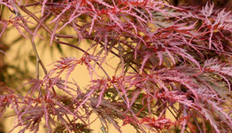Japanse esdoorn op stam image