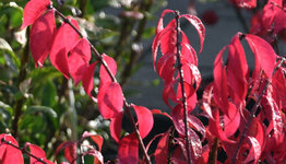 Euonymus alatus image