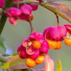 Euonymus europaeus