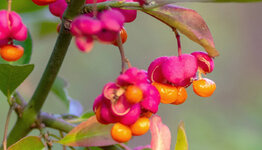 Euonymus europaeus image