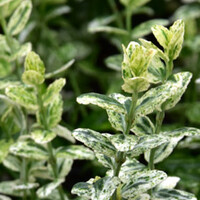 Euonymus fortunei