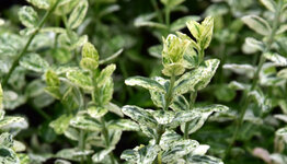 Euonymus fortunei image