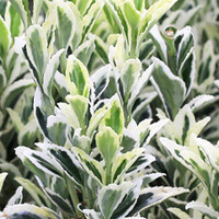 Euonymus japonicus