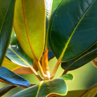 Magnolia grandiflora