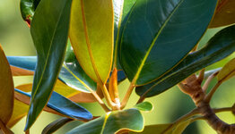 Magnolia grandiflora image
