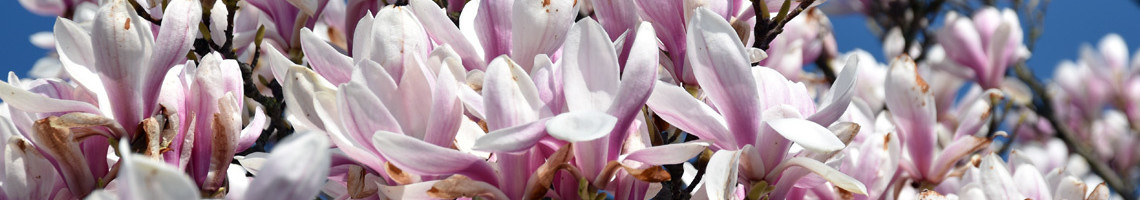 Magnolia soulangeana