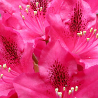 Rhododendrons