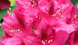 Rhododendrons image