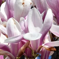 Magnolia