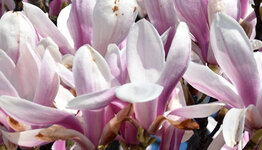 Magnolia image