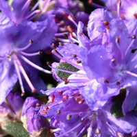 Dwerg rhododendron