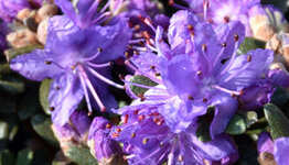 Dwerg rhododendron image