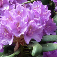 Rhododendron catawbiense
