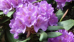 Rhododendron catawbiense image