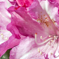 Rhododendron yakushimanum