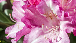 Rhododendron yakushimanum image