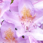 Rhododendron ponticum