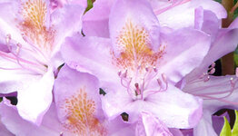 Rhododendron ponticum image