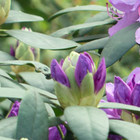 Grootbladige rhododendron