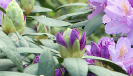 Grootbladige rhododendron image