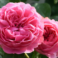 Rozen