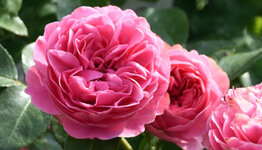 Rozen image
