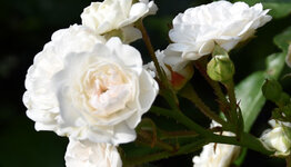 Bodembedekkende rozen image