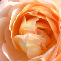 David Austin rozen