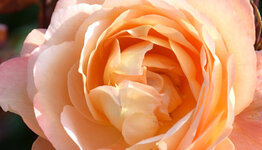 David Austin rozen image